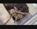 [さぼり]タランチュラ飼育日記その３０７[これはさぼり］