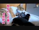寄り添って寝る赤ちゃんたち「あ、お母さん来たぁ」【生後9日目-7 子猫 授乳中】お尻舐めを極度に嫌がる茶トラ / 第一子、軽く下敷きに