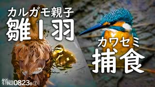 0823B①【カルガモ親子 ぼっちの雛鳥】捕食カワセミ。スズメに食べられる稲。コサギ飛翔と狩り。ケガしたハクセキレイ。母不在の子カモ達。コンデジ野鳥撮影　#身近な生き物語　#カルガモ親子　#カワセミ