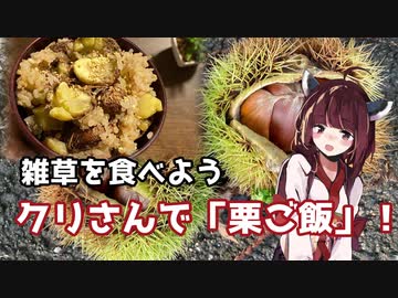 【思い切って野草を食べてみよう】#34 クリさんで「栗ご飯」！