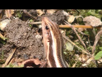 ニホントカゲを飽きても眺める　その3