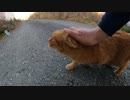 夜勤明けの帰り道で毎回すり寄ってくる茶トラ猫を保護しようか迷う【癒し】【感動猫】