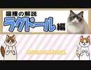 【猫が解説する】ラグドールってどんな猫？【特徴・性格・注意点】