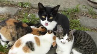 野良母猫の衝撃の授乳現場に遭遇した
