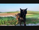 2021/09/11放送【160日目 北海道 美瑛 早朝 あずにゃんぽ（猫散歩）】北海道全市町村制覇するまで帰れまてん！　猫と車中泊の旅　日本縦断【旅猫あずき～保護猫から旅猫へ～】