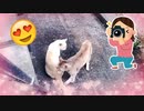 【野良猫】トラちゃん＆クリームちゃんのイチャコラ現場を抑えました！！□【stray cat】
