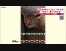 【保護猫】衝撃！メロディー口ずさむネコ　一体なぜ？