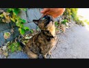最初は隠れようとしたけどやっぱりモフられに出てきた野良猫がカワイイ