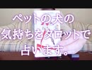 ペットの犬の気持ちをFFタロットカードで占います‎⁦‪(ᐡ ᐧ ﻌ ᐧ ᐡ)
