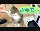 呼び鈴を鳴らせずお手でご飯をもらおうとする猫