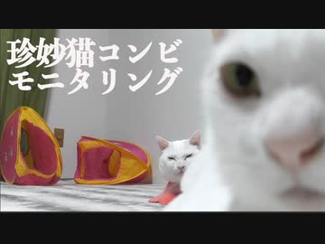 珍妙白猫系コンビ、観察モニタリングされる