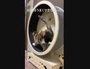 猫用ランニングマシンで地球滅亡