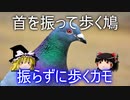 鳩が首を振って歩く理由【なぜカモは振らないのか？】