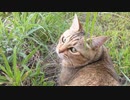 うれしすぎたタタルさん＃247