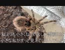 [そろそろ曲を]タランチュラ飼育日記その３０８[作らねばならん］