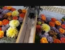 川越八幡宮@20210918