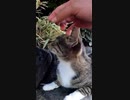 虐待にも屈しない野良猫が命の炎を燃やす#Shorts【野良猫】【感動猫】