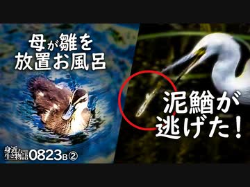 フリー素材 涙 汗04 感情アイコン のコンテンツツリー ニコニ コモンズ