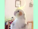 あくびを連発するオカメインコ