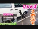 2021/09/12放送★2本立て【163日目 北海道 美瑛 夕方 あずにゃんぽ（猫散歩）】北海道全市町村制覇するまで帰れまてん！　猫と車中泊の旅　日本縦断【旅猫あずき～保護猫から旅猫へ～】