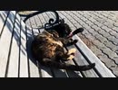 2021/09/13放送【164日目 北海道 美瑛 夕方 あずにゃんぽ（猫散歩）】北海道全市町村制覇するまで帰れまてん！　猫と車中泊の旅　日本縦断【旅猫あずき～保護猫から旅猫へ～】