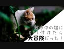 【猫が外出】猫にGPS付けて行動を追ってみた！