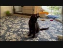【猫日記】初めてコロコロを見て警戒する猫たち。