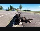 2021/09/14放送【165日目 北海道 美瑛 夕方 あずにゃんぽ（猫散歩）】北海道全市町村制覇するまで帰れまてん！　猫と車中泊の旅　日本縦断【旅猫あずき～保護猫から旅猫へ～】