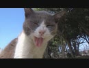 ある日の散歩中とかに出会った生き物（今回の「ムシとか」は閲覧注意）