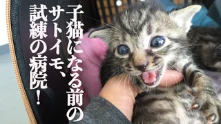 サトイモ子猫、猫になる為の試練に挑む