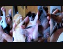 赤ちゃんの雄雌チェック！意外な結果…【生後10日目-1 五匹の子猫】