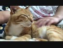 力強い猫のゴロゴロ