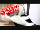 盗み食いのしすぎで体重が増えました