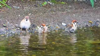 動けるデブ　お相撲さんみたいなスズメの水浴び喧嘩♥