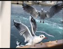 沢山のカモメに餌をあげる/鳴門の渦潮/うずしおクルーズ 体験 [鳴門海峡 / 淡路島 紀行] (2019/2/18)
