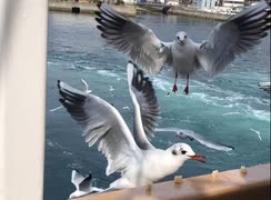 沢山のカモメに餌をあげる/鳴門の渦潮/うずしおクルーズ 体験 [鳴門海峡 / 淡路島 紀行] (2019/2/18)