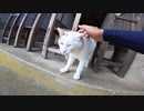 猫島の廃校で暮らす猫達