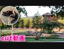 2021/09/16放送★cut動画【166日目 北海道 富良野 早朝 あずにゃんぽ（猫散歩）】北海道全市町村制覇するまで帰れまてん！　猫と車中泊の旅　日本縦断【旅猫あずき～保護猫から旅猫へ～】