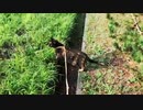 2021/09/16放送★cut動画【166日目 北海道 空知 夕方 あずにゃんぽ（猫散歩）】北海道全市町村制覇するまで帰れまてん！　猫と車中泊の旅　日本縦断【旅猫あずき～保護猫から旅猫へ～】