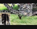2021/09/17放送★cut動画【168日目 北海道 三笠 夕方 あずにゃんぽ（猫散歩）】北海道全市町村制覇するまで帰れまてん！　猫と車中泊の旅　日本縦断【旅猫あずき～保護猫から旅猫へ～】