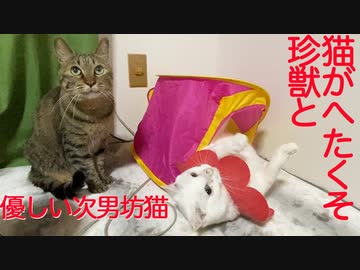 優しい常識猫と猫型珍獣、不思議な関係で同居する