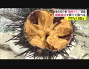 海の厄介者“磯焼け”ウニ　解決策“キャベツウニ”廃棄食材で育てて食べる
