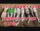 #2 大漁！エギングでアオリイカ8杯、タコ1匹釣れます！福井県常神半島！【釣り動画】