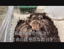 [寝落ち何度目かの]タランチュラ飼育日記その３０９[これはしゃあなし］