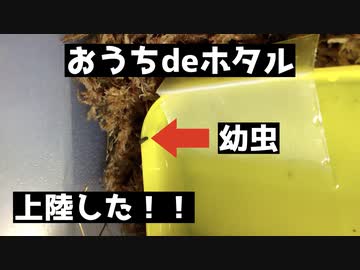 おうちdeホタル2　幼虫上陸！