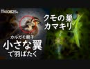 0825B【カルガモ親子 かわいい羽ばたき雛鳥】クモの巣カマキリ、食べられる？カワウが魚を捕食。スズメが田んぼの稲を食べる、水浴び。消えたカモ親子は全滅？　#身近な生き物語　#カルガモ親子　#カマキリ