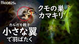 0825B【カルガモ親子 かわいい羽ばたき雛鳥】クモの巣カマキリ、食べられる？カワウが魚を捕食。スズメが田んぼの稲を食べる、水浴び。消えたカモ親子は全滅？　#身近な生き物語　#カルガモ親子　#カマキリ