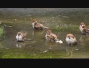 □□□□□□□□□□□□□□□□□□□□□□□□□□□□□□□スズメの水浴び可愛い□□□□□□□□□□□□□□□□□□□□□□□□□□□□□□□□□□□□□□□□□□□□□□□□□□□□□□□□□□□