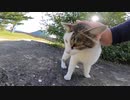 猫島の猫は空腹ですがこの後、男によって無事に食事ができました