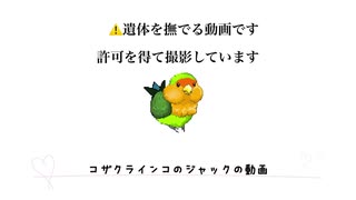 コザクラインコのジャック旅立つ前に撫でられる